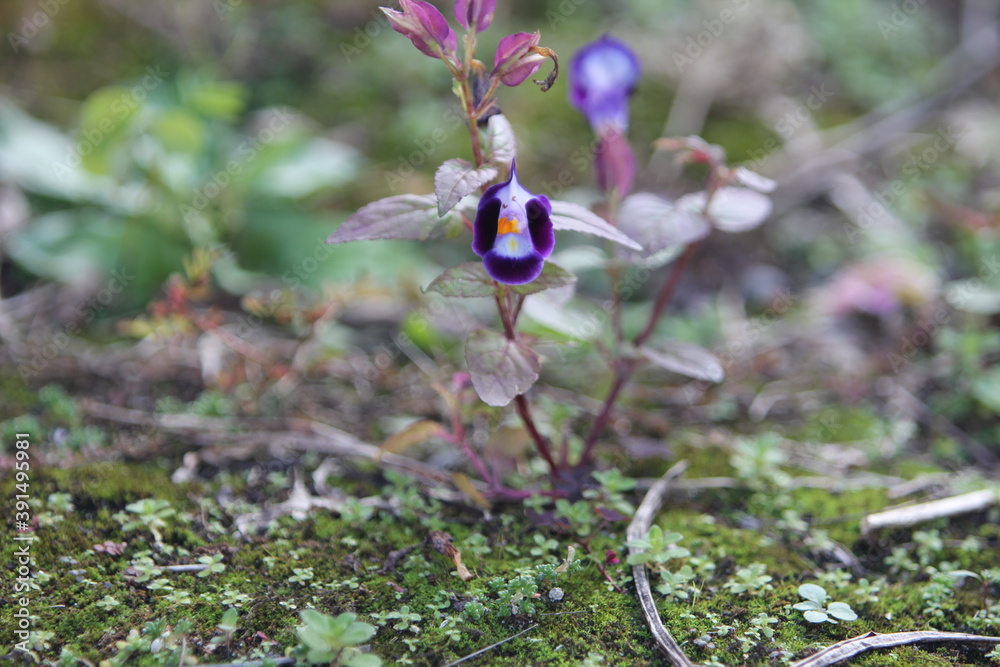 庭に野草が生えました 庭に野草が生えました