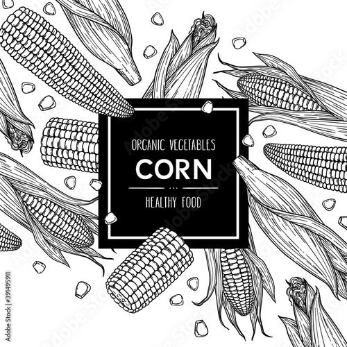 Vector hand drawn background with corn cobs and grain.