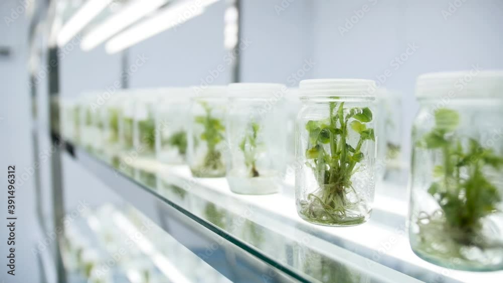 Tissue culture Using new technology Protect the environment