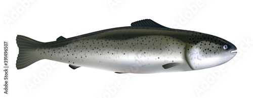 Salmon fish realistic vector illustration. Whole salmon isolated on white background.