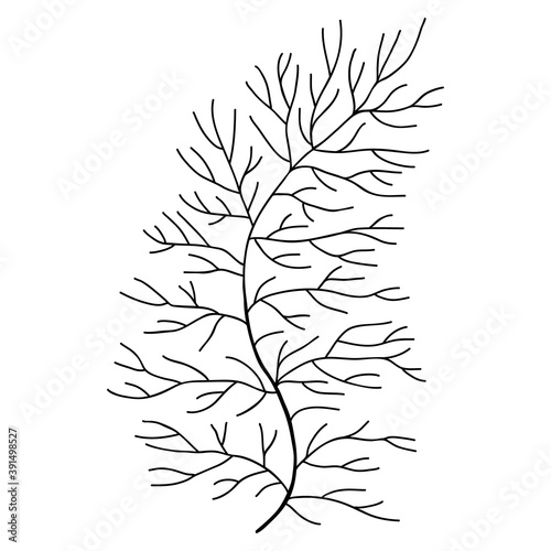 Hand drawn dill leaf isolated on white