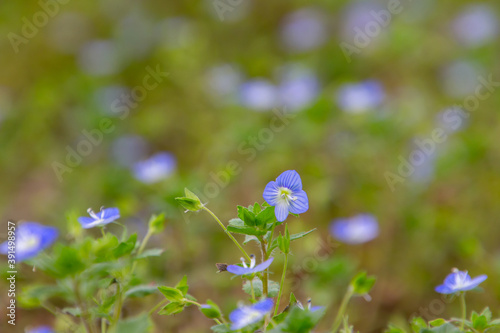 Close up of blue flowers of corn speedwell with selective focus and copy space, also called veronica arvensis or Feld Ehrenpreis