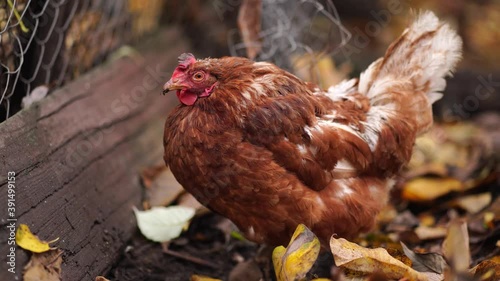 Wallpaper Mural Chicken on fallen leaves in the aviary. Brown chicken walking on a pile of dry leaves in an aviary on an autumn day on a farm Torontodigital.ca