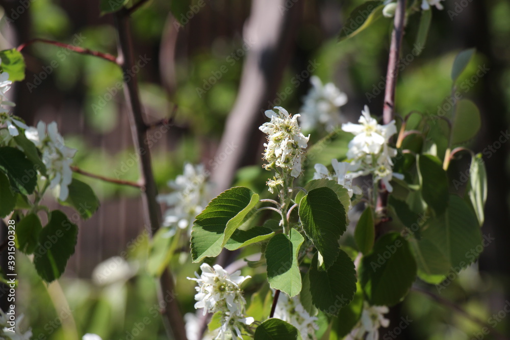 Obraz premium blooming cherry tree in spring