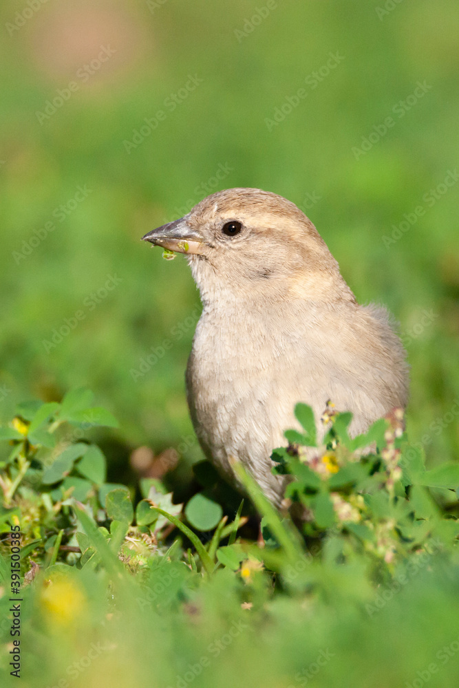 Spanish Sparrow, Passer hispaniolensis Spanish Sparrow, Passer hispaniolensis