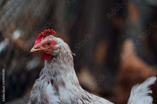 White hen walks in the paddock. A white hen walks in an aviary on an autumn day on a farm