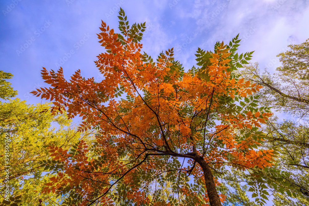 a beautiful autumn landscape in the park on an October day a beautiful autumn landscape in the park on an October day