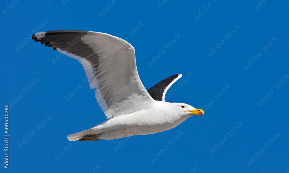 African Cape Gull, Larus dominicanus vetula African Cape Gull, Larus dominicanus vetula