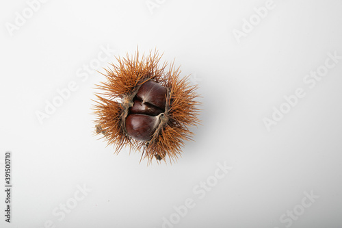 Chestnut with open peel and autumn leaves, close-up. 