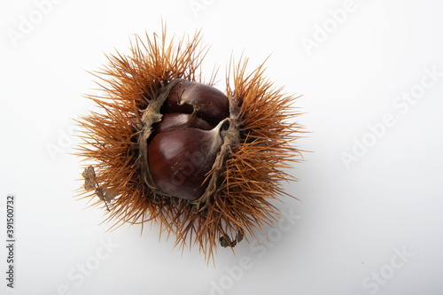 Chestnut with open peel and autumn leaves, close-up. 
