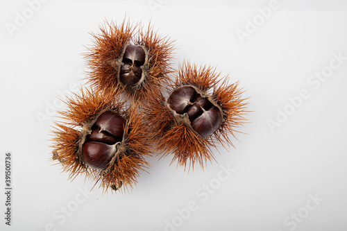 Chestnut with open peel and autumn leaves, close-up. 