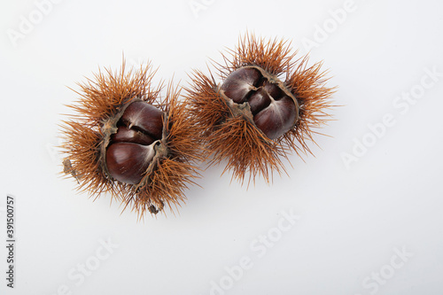 Chestnut with open peel and autumn leaves, close-up. 