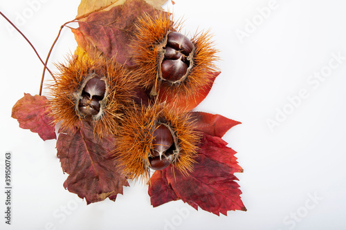 Fresh chestnut with open husk and autumn leaves