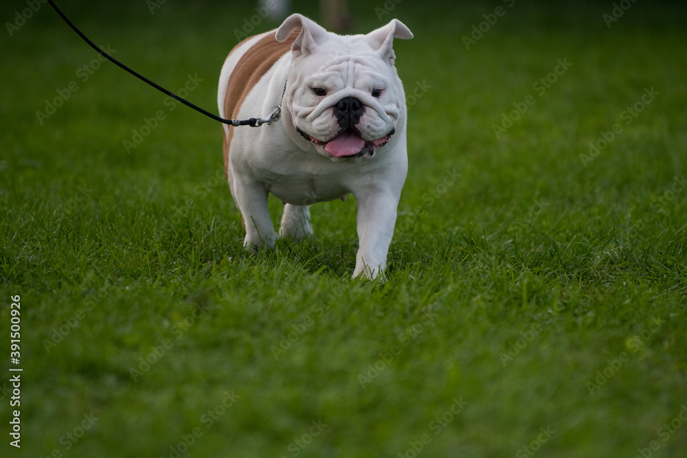 english bulldog trot english bulldog trot