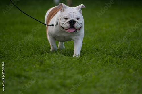 english bulldog trot 