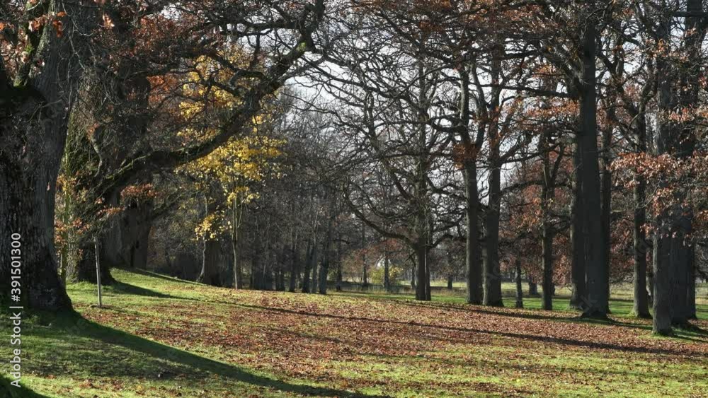 Color full autumn in a park on the Drottningholm island in Stockholm. Oak leaves falling Color full autumn in a park on the Drottningholm island in Stockholm. Oak leaves falling