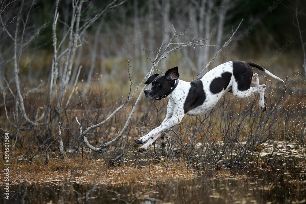 Dog english pointer