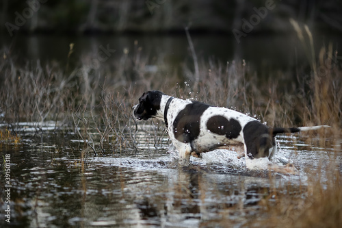 Dog english pointer