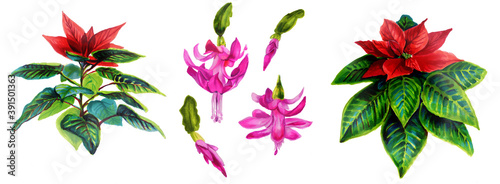 Poinsettia and Schlumbergera flowers are isolated icons for the design of Christmas or new year greeting cards. Schlumbergera Christmas cactus. Botanical watercolor illustration.