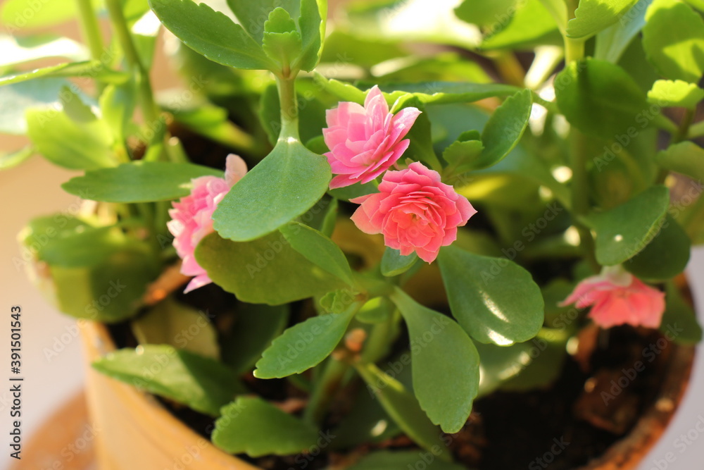 Pink Kalanchoe flowers. Kalanchoe flower in a pot. Kalanchoe plant with pink flowers Pink Kalanchoe flowers. Kalanchoe flower in a pot. Kalanchoe plant with pink flowers