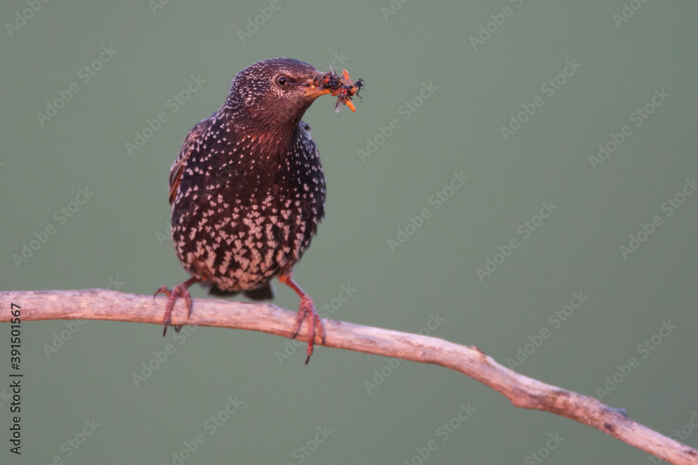 Obraz premium Spreeuw, Common Starling, Sturnus vulgaris