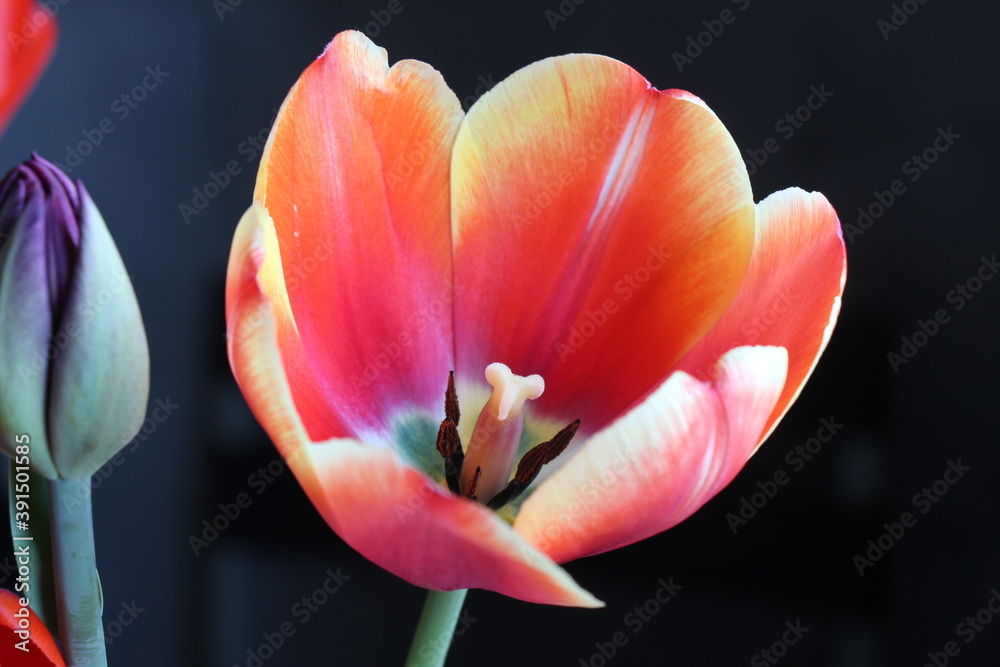 red and yellow tulip red and yellow tulip