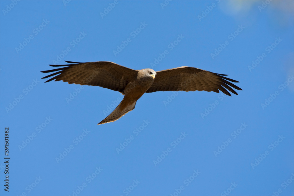 Obraz premium Yellow-billed Kite, Milvus aegyptius