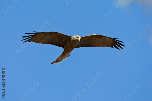 Yellow-billed Kite  Milvus aegyptius