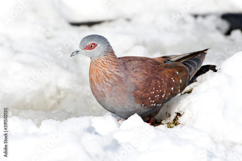 Speckled Pigeon, Columba guinea © AGAMI