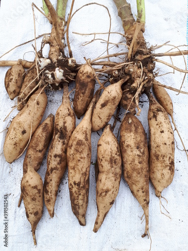 ヤーコンの収穫