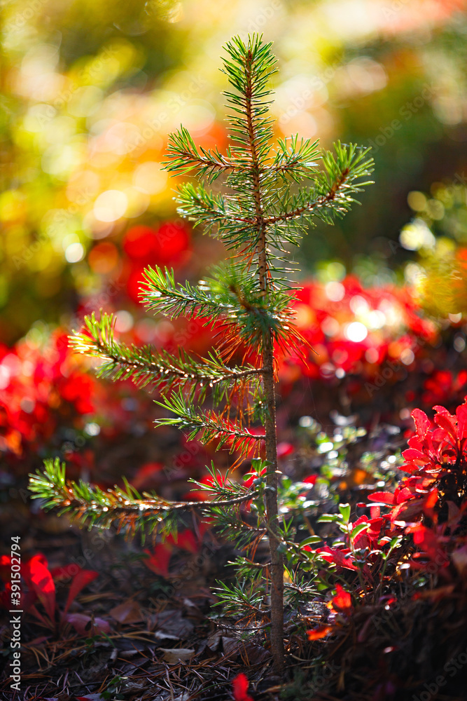 Young pine seedling in the autumn forest. The sun shines through the yellow foliage. Young pine seedling in the autumn forest. The sun shines through the yellow foliage.