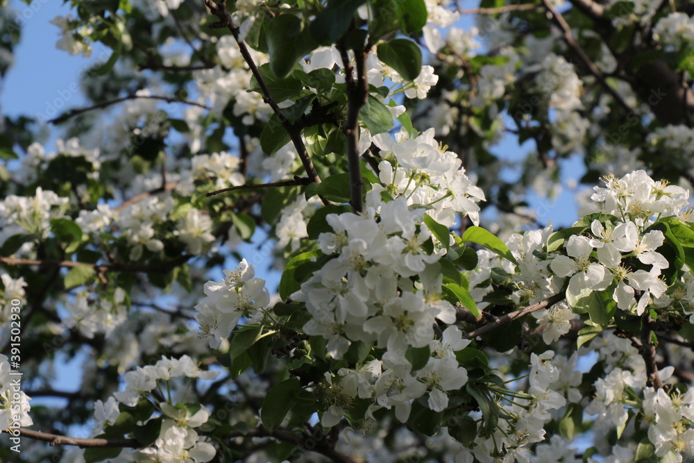 Beautiful apple tree branch. Spring flowers. Blooming white apple flowers branch Beautiful apple tree branch. Spring flowers. Blooming white apple flowers branch