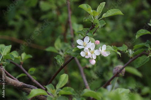 Spring flowers. Blooming white apple flowers branch