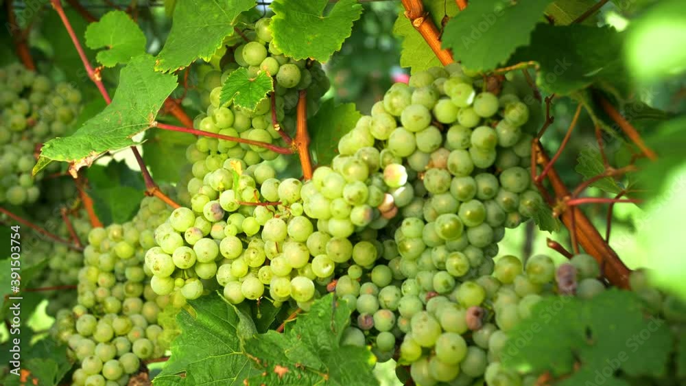 Riesling grapes hanging at the vine. wine culture, wine cultivation. Hessen Rheingau Riesling grapes hanging at the vine. wine culture, wine cultivation. Hessen Rheingau