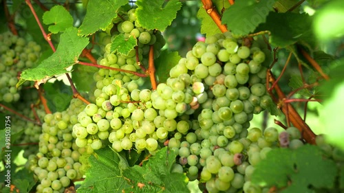 Wallpaper Mural Riesling grapes hanging at the vine. wine culture, wine cultivation. Hessen Rheingau Torontodigital.ca