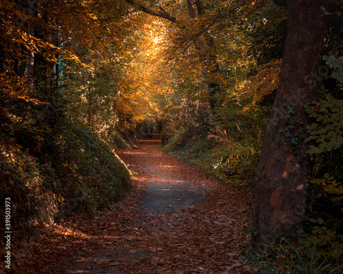 Tunnel in autumn forest