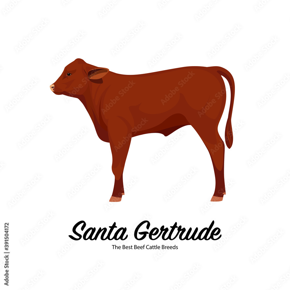 Santa Gertrude Calf - The Best Beef Cattle Breeds. Farm animals. Vector Illustration.