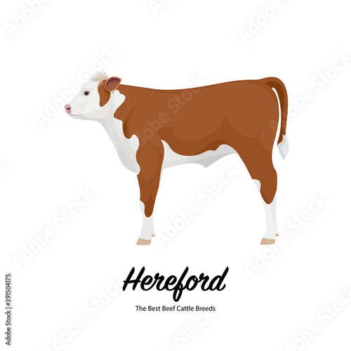Hereford Calf - The Best Beef Cattle Breeds. Farm animals. Vector Illustration.