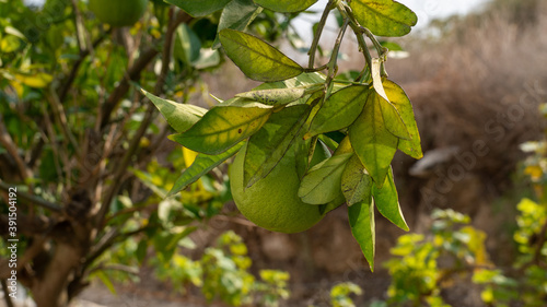 Wallpaper Mural Autumn in Israel. After a hot summer, the first rains came. The land of Israel has become a blooming garden. Torontodigital.ca