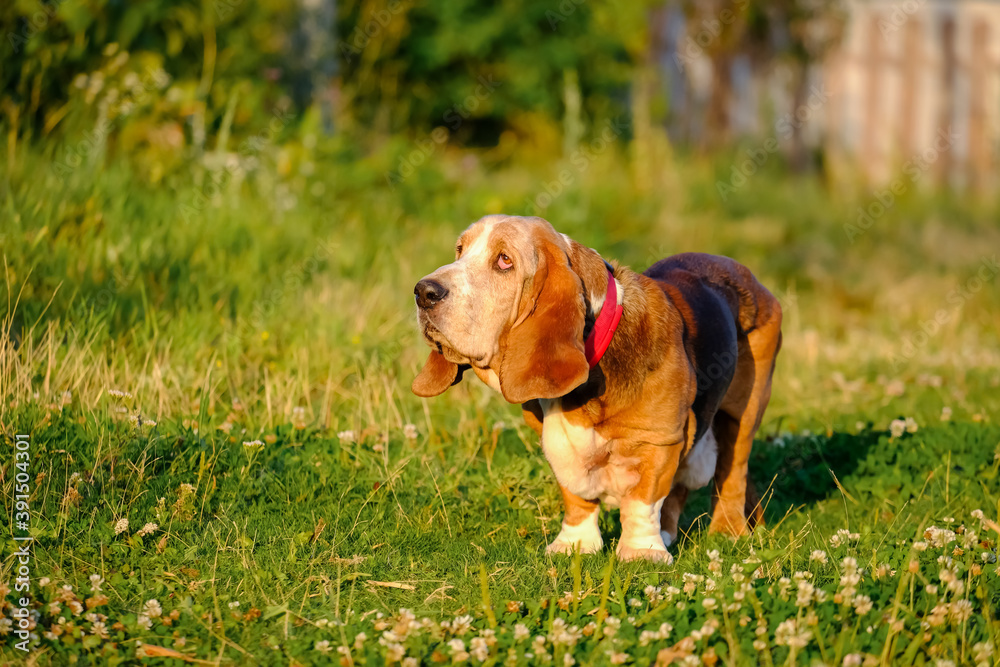 Basset-hound walk on green grass, look away, selective focus