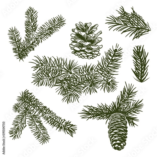 Christmas winter plants sketch style collection. Hand drawn pine branches and cones.