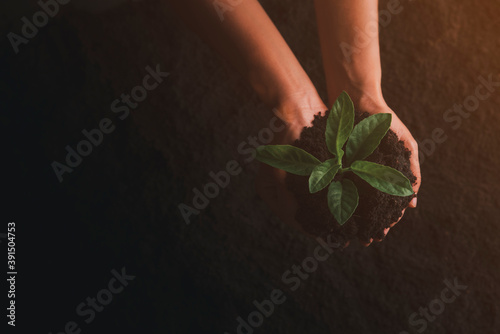 Trees and soil on hand Nature conservation concept