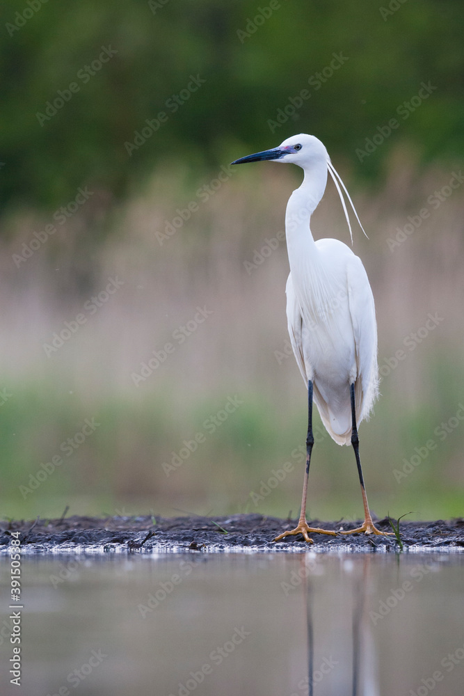 Naklejka premium Kleine Zilverreiger, Little Egret, Egretta garzetta