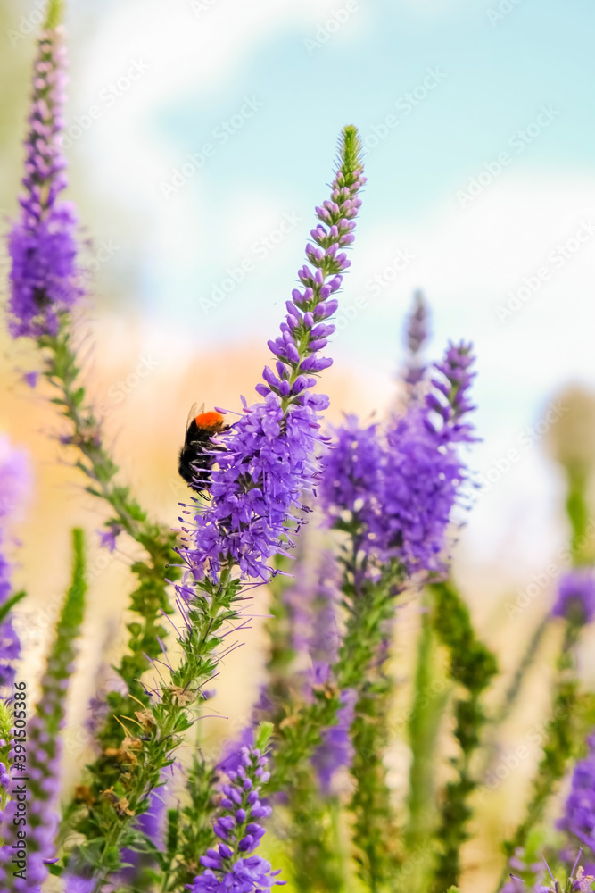 Obraz premium lavender flowers in the field