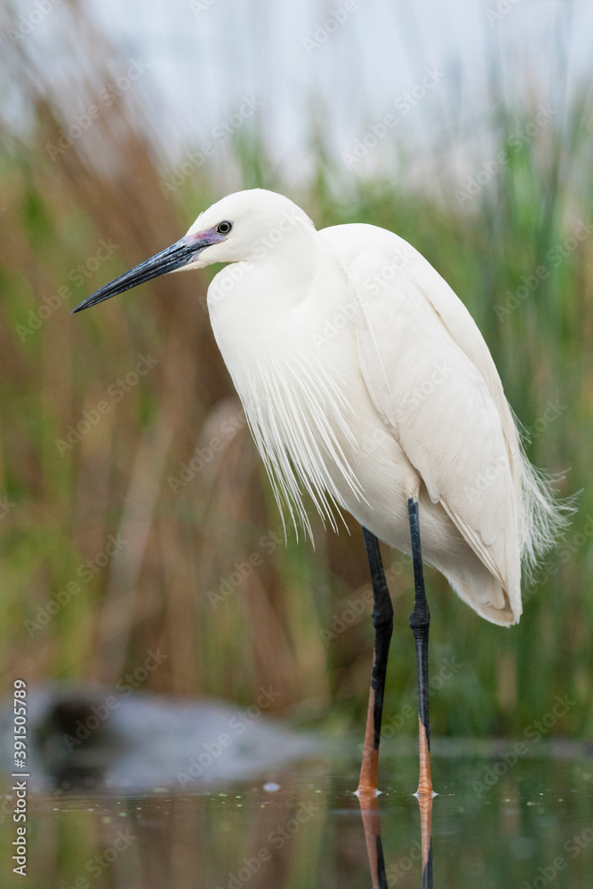 Fototapeta premium Kleine Zilverreiger, Little Egret, Egretta garzetta