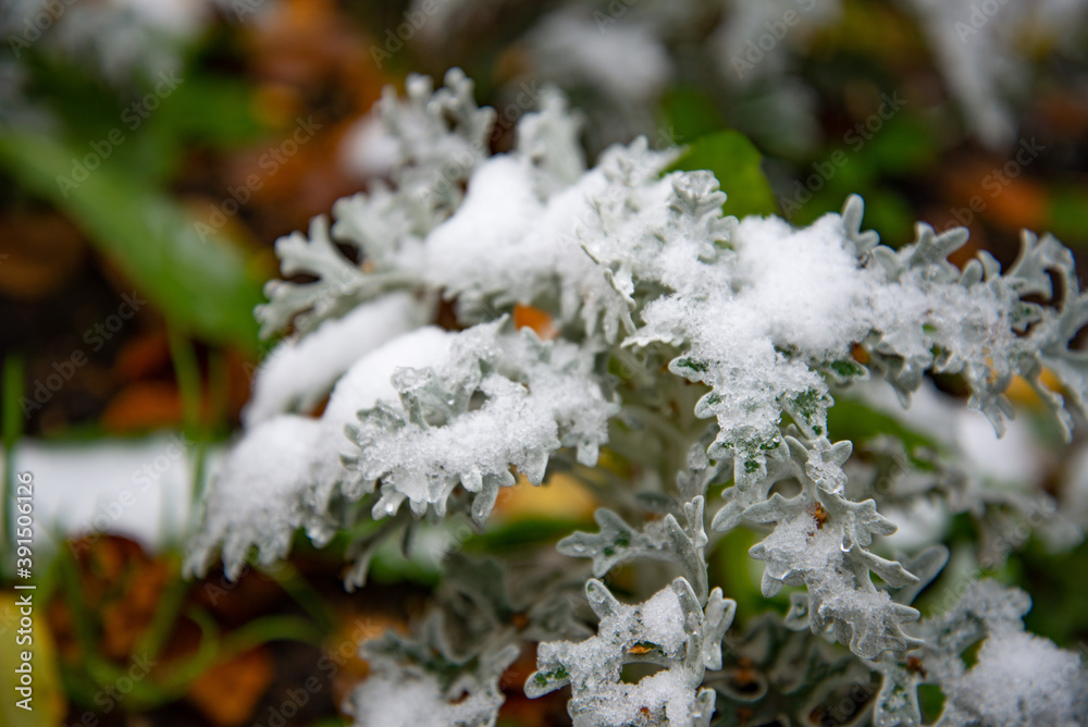 Bush with green leaves covered with snow. Snow covered leaves in winter. Bush with green leaves covered with snow. Snow covered leaves in winter.