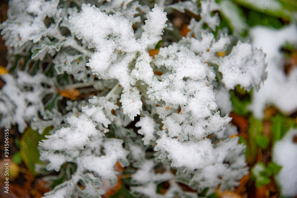 Bush with green leaves covered with snow. Snow covered leaves in winter. Bush with green leaves covered with snow. Snow covered leaves in winter.