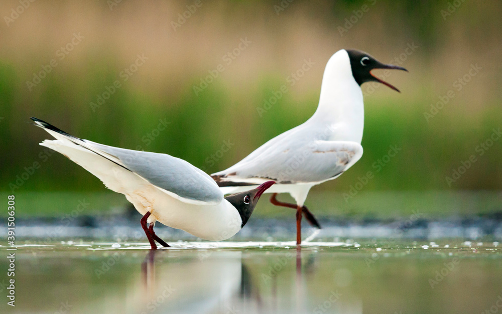 Kokmeeuw, Common Black-headed Gull, Croicocephalus ridibundus Kokmeeuw, Common Black-headed Gull, Croicocephalus ridibundus