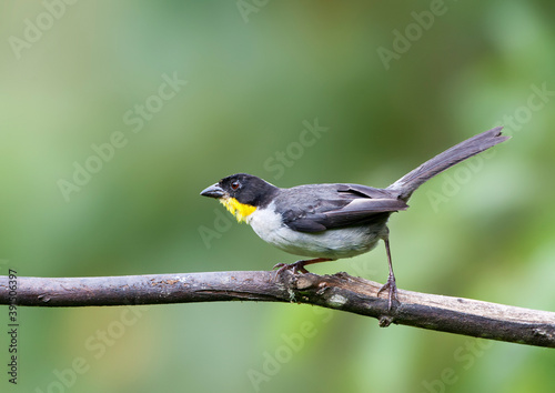 Witnekstruikgors, White-naped Brush-Finch, Atlapetes albinucha