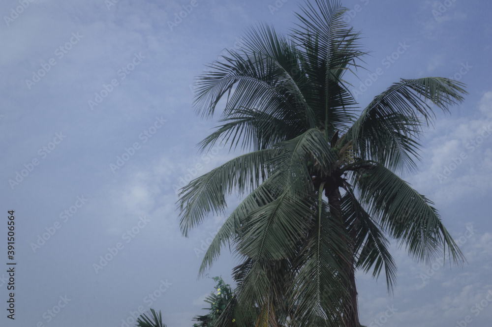 Fototapeta premium Coconut Palm tree background photo in Autumn seasonal theme back-lit but vibrant color sunrise sky. Palm tree in illuminated by sunlight. Goa Sea Beach India. Beauty in nature horizon Backgrounds.